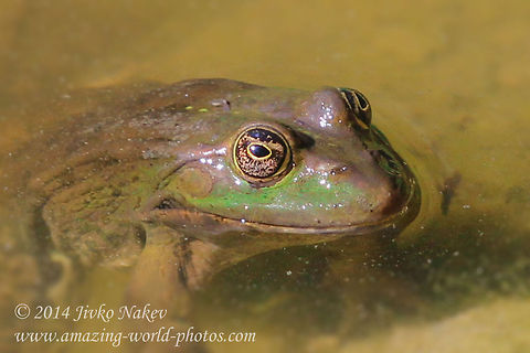 Marsh Frog - Pelophylax ridibunda  Bulgaria,Geotagged,Marsh Frog,Pelophylax ridibunda,Pelophylax ridibundus,amphibian,marsh frog,rana ridibunda,ranidae
