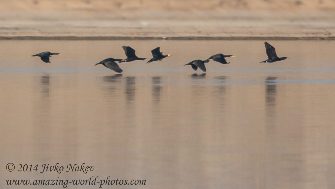 Great Cormorant in FLight Great Cormorant in Flight Bulgaria,Geotagged,Great Cormorant,Phalacrocorax carbo,birds,black bird,fly,flying birds,great cormorant,lake,nature,water
