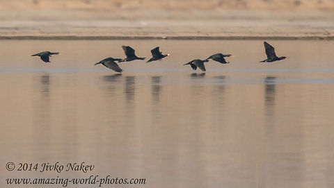 Great Cormorant in FLight Great Cormorant in Flight Bulgaria,Geotagged,Great Cormorant,Phalacrocorax carbo,birds,black bird,fly,flying birds,great cormorant,lake,nature,water