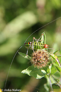 Long-horned Katydid Tettigonid Long-horned Katydid Tettigonid Bulgaria,Geotagged,Long-horned Katydid,Poecilimon thoracicus,Tettigonid,bush-cricket,insect