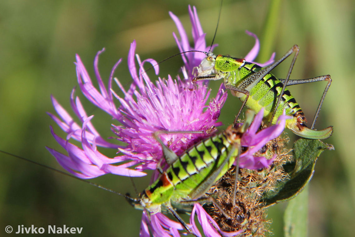 Long-horned Katydid Tettigonid Long-horned Katydid Tettigonid Bulgaria,Geotagged,Long-horned Katydid,Poecilimon thoracicus,Tettigonid,bush-cricket,insect