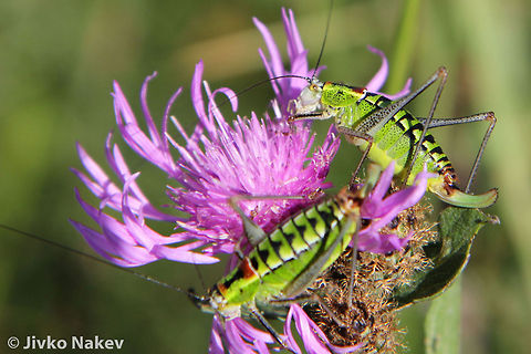Long-horned Katydid Tettigonid Long-horned Katydid Tettigonid Bulgaria,Geotagged,Long-horned Katydid,Poecilimon thoracicus,Tettigonid,bush-cricket,insect