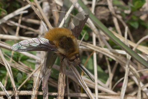 Large Bee-fly  Bombylius major,Bulgaria,Geotagged,bombylius major,flies,fly,insect,large bee-fly,mimicry,nature