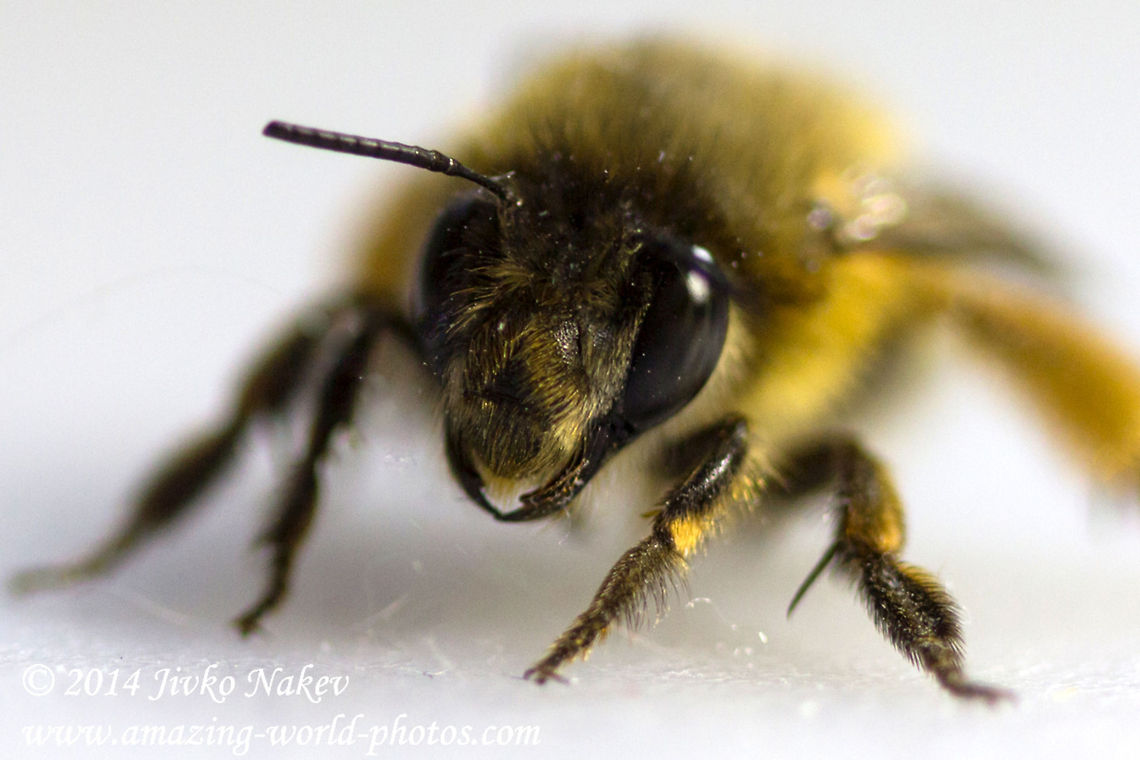 Solitary bee It was quite difficult to identify the species. After discussions with entomologists on Twitter and FB I decided to classify as Anthophora plumipes, although it is not 100% sure.  Anthophora plumipes,Bulgaria,Geotagged,anthophora plumipes,apinae,bee,digger bee,endopterygota,hymenoptera,insect,solitary bee