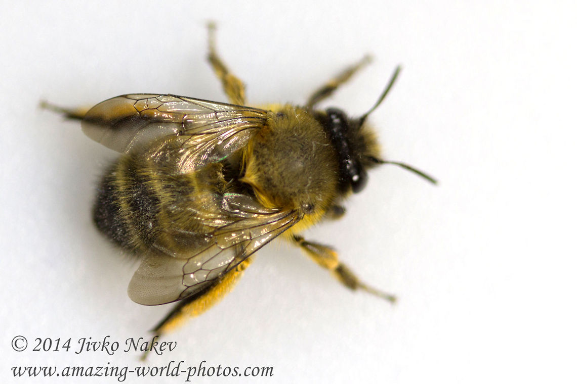 Solitary bee Anthophora  Anthophora plumipes,Bulgaria,Geotagged,anthophora plumipes,apinae,bee,digger bee,endopterygota,hymenoptera,insect,solitary bee