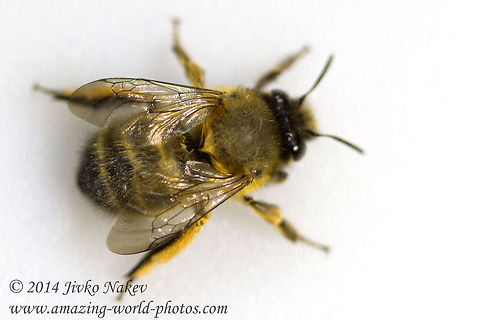 Solitary bee Anthophora  Anthophora plumipes,Bulgaria,Geotagged,anthophora plumipes,apinae,bee,digger bee,endopterygota,hymenoptera,insect,solitary bee