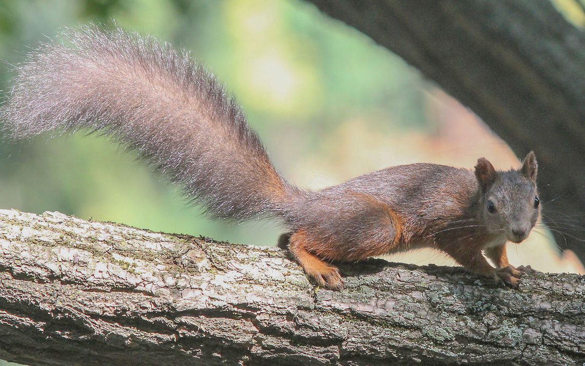 Red Squirrel (Sciurus vulgaris) Euroasian red squirrel - Sciurus vulgaris Bulgaria,Geotagged,Red Squirrel,Sciurus vulgaris,mammal,rodent