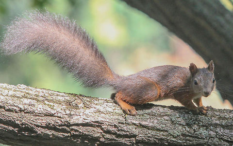 Red Squirrel (Sciurus vulgaris) Euroasian red squirrel - Sciurus vulgaris Bulgaria,Geotagged,Red Squirrel,Sciurus vulgaris,mammal,rodent