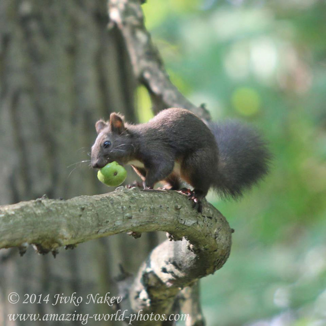 Would you like a bite?  Animals,Bulgaria,Geotagged,Red Squirrel,Sciurus vulgaris,apple,mammals,nature,omnivorous,red squirrel,rodent,tree squirrel