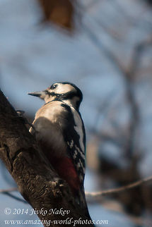 Great Spotted Woodpecker  Bulgaria,Dendrocopos major,Geotagged,Great Spotted Woodpecker,birds,nature,picidae,piciformes,piculets,sapsuckers,wrynecks