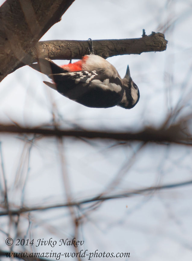 I do it my way  Bulgaria,Dendrocopos major,Geotagged,Great Spotted Woodpecker,birds,nature,picidae,piciformes,piculets,sapsuckers,wrynecks