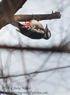 I do it my way  Bulgaria,Dendrocopos major,Geotagged,Great Spotted Woodpecker,birds,nature,picidae,piciformes,piculets,sapsuckers,wrynecks