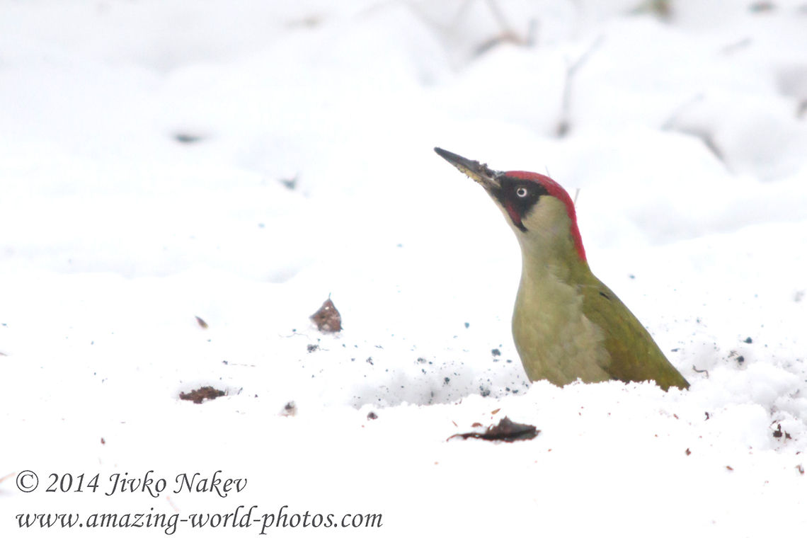 Green Woodpecker - Who's calling?  Bulgaria,European Green Woodpecker,Geotagged,Picus viridis,aves,birds,green woorpecker,picidae,piciformes,picus viridis