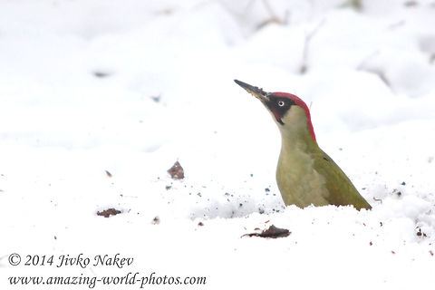 Green Woodpecker - Who's calling?  Bulgaria,European Green Woodpecker,Geotagged,Picus viridis,aves,birds,green woorpecker,picidae,piciformes,picus viridis