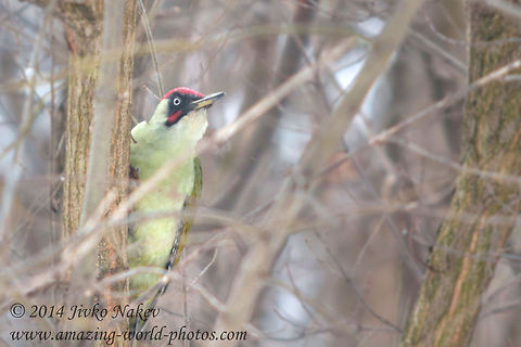 Green Woodpecker  Bulgaria,European Green Woodpecker,Geotagged,Picus viridis,aves,birds,green woorpecker,picidae,piciformes,picus viridis
