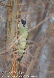 Peck, peck...  Bulgaria,European Green Woodpecker,Geotagged,Picus viridis,aves,birds,green woorpecker,picidae,piciformes,picus viridis