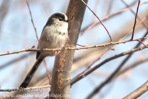 Long-tailed Tit perched on twig  Aegithalos caudatus,Bulgaria,Geotagged,Long-tailed Tit,aegithalos caudatus,birds,long-tailed_tit,passerine,small_bird,songbird