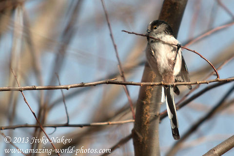 Long-tailed Tit perched on twig  Aegithalos caudatus,Bulgaria,Geotagged,Long-tailed Tit,aegithalos caudatus,birds,long-tailed_tit,passerine,small_bird,songbird