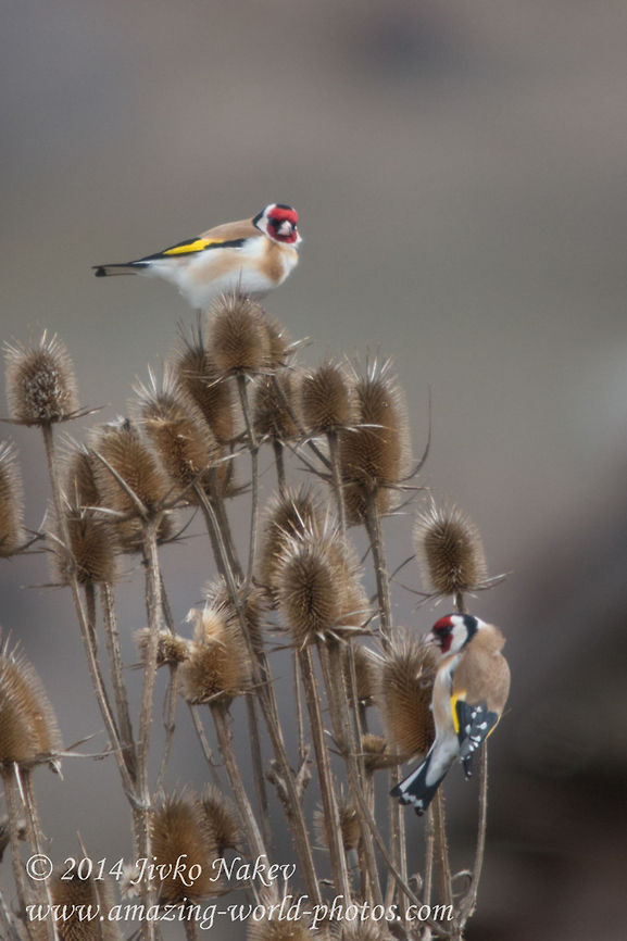 European Goldfinch  Bulgaria,Carduelis carduelis,European Goldfinch,Geotagged,aves,bird,carduelis carduelis,european goldfinch,passer,passeridae,passerine,songbird,thistle