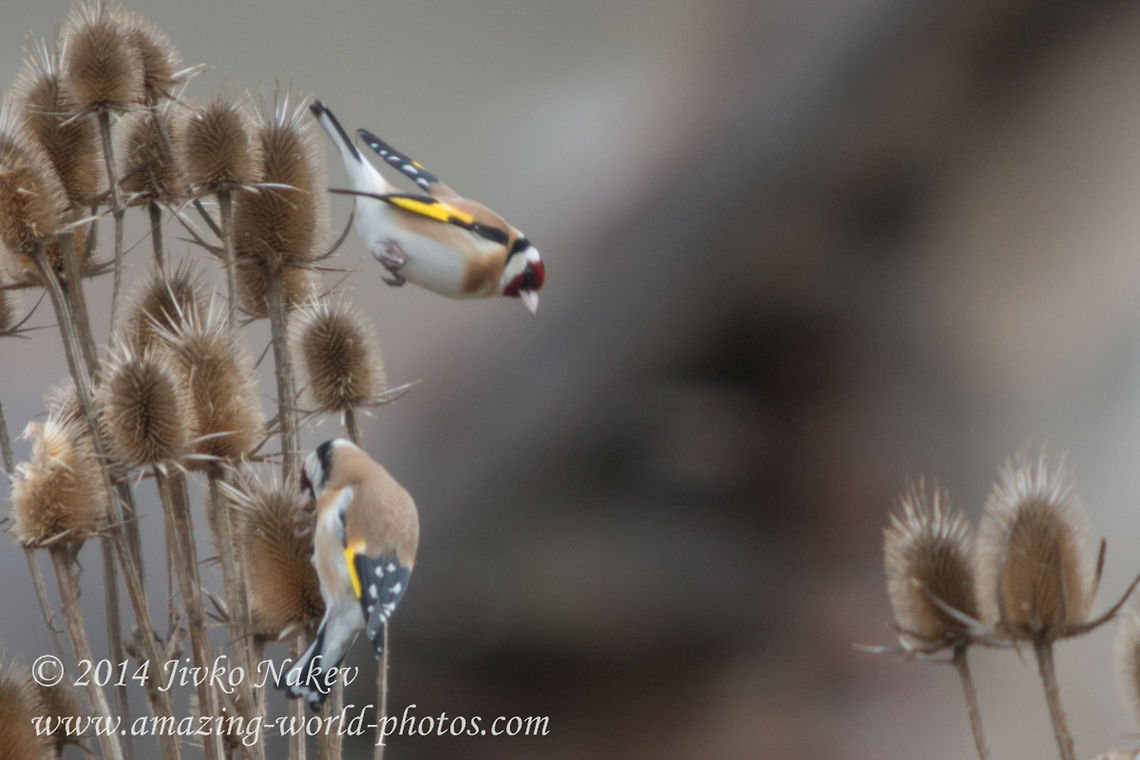 European Goldfinch  Bulgaria,Carduelis carduelis,European Goldfinch,Geotagged,aves,bird,carduelis carduelis,european goldfinch,passer,passeridae,passerine,songbird,thistle
