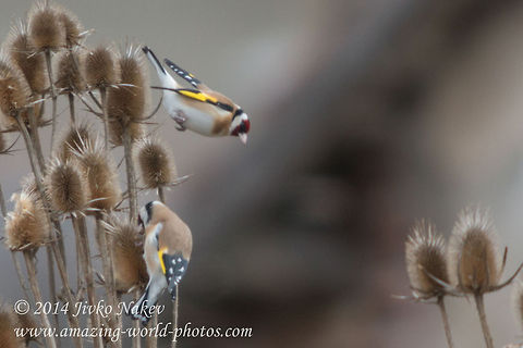 European Goldfinch  Bulgaria,Carduelis carduelis,European Goldfinch,Geotagged,aves,bird,carduelis carduelis,european goldfinch,passer,passeridae,passerine,songbird,thistle