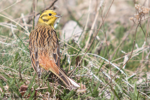 Yellowhammer  Bulgaria,Emberiza citrinella,Geotagged,Yellowhammer,animal,aves,bird,emberiza_citrinella,nature,passer,passerine,songbird,yellowhammer