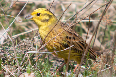 Yellowhammer  Bulgaria,Emberiza citrinella,Geotagged,Yellowhammer,animal,aves,bird,emberiza_citrinella,nature,passer,passerine,songbird,yellowhammer