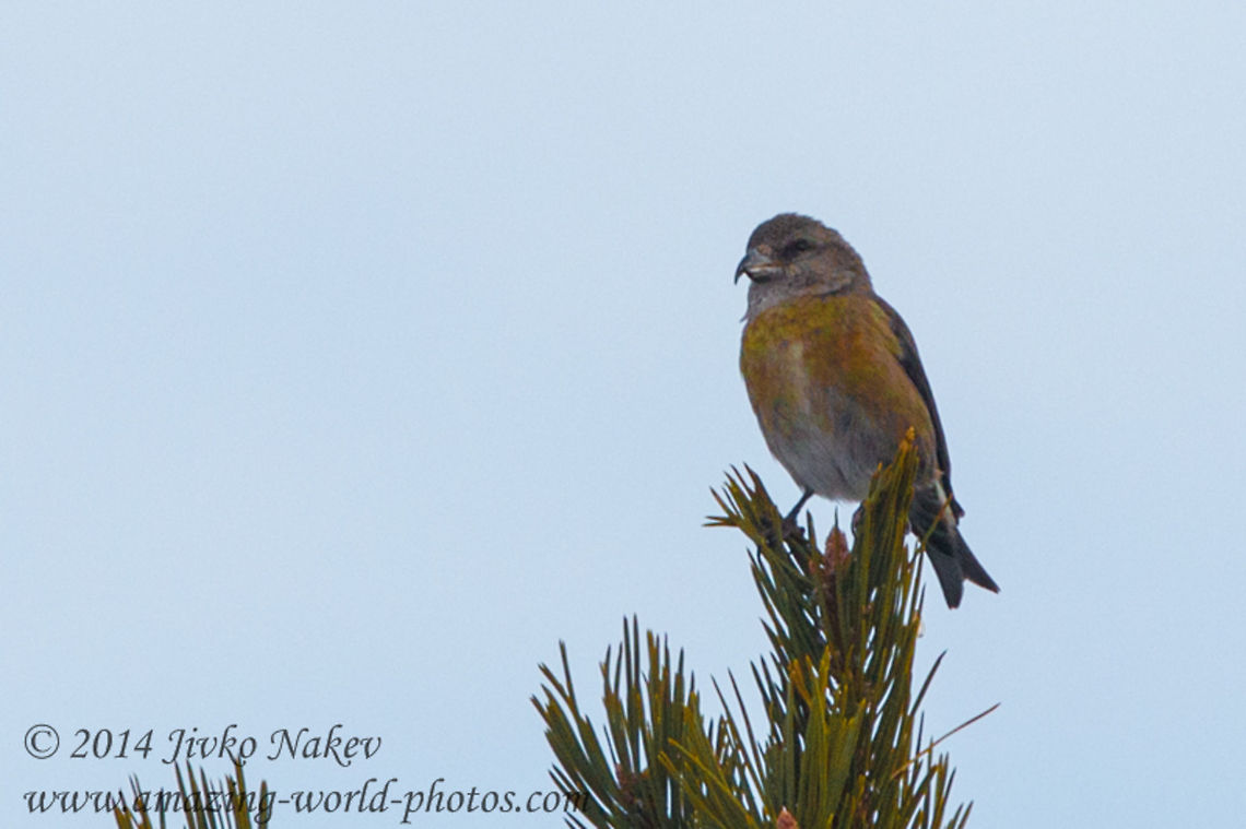 Red Crossbill Red crossbill Bulgaria,Geotagged,Loxia curvirostra,Red Crossbill,aves,birds,nature,passerine,red crossbill