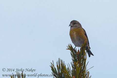 Red Crossbill Red crossbill Bulgaria,Geotagged,Loxia curvirostra,Red Crossbill,aves,birds,nature,passerine,red crossbill