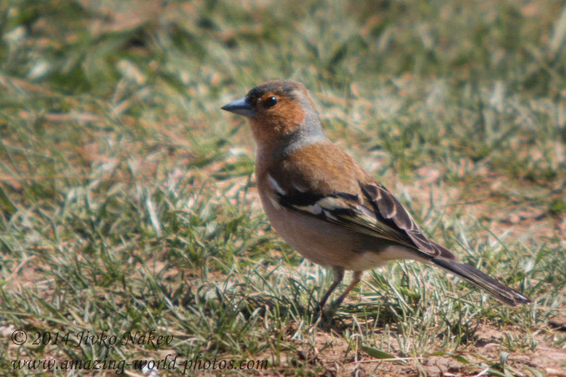 Common Chaffinch  Bulgaria,Chaffinch,Fringilla coelebs,Geotagged,aves,bird,common chaffinch,fringilla coelebs,nature,passer,passerine,songbird