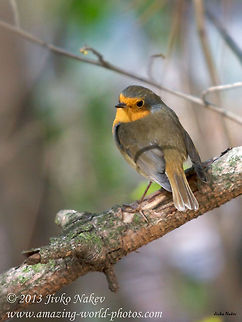 Small Bird Robin European Robin - Erithacus rubecula Bulgaria,Erithacus rubecula,European Robin,Geotagged,Rotkehlchen,Rouge-gorge familier,bird,passerine,small_bird,songbird