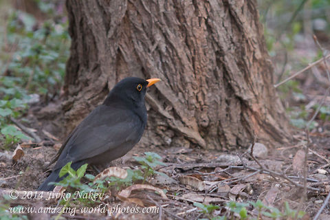 Common Blackbird in Bulgaria  Bulgaria,Common Blackbird,Geotagged,Turdus merula,animal,aves,bird,blackbird,natural,songbird