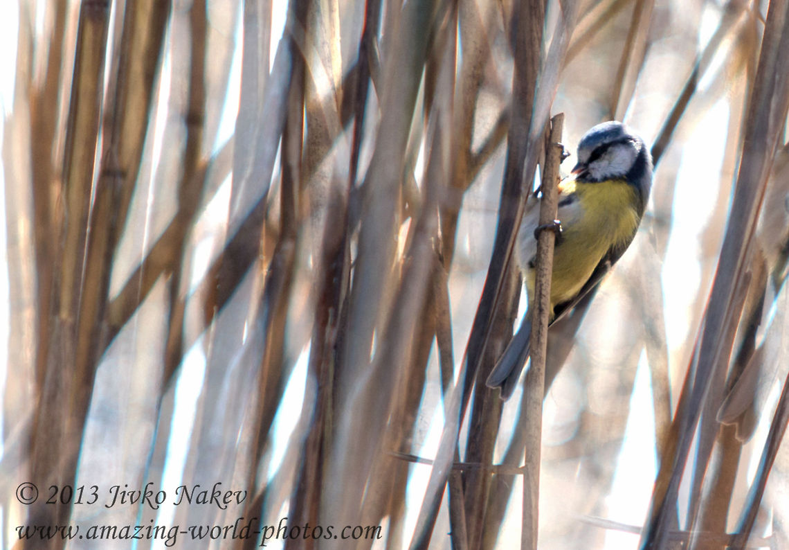 Blue Tit Hiding In The Reed  Blue Tit,Bulgaria,Cyanistes caeruleus,Geotagged,Parus caeruleus,bird,eurasian blue tit,marsh,marsh reed,passerine,reed,small bird,songbird