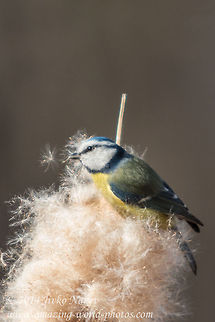 Blue Tit  Blue Tit,Bulgaria,Cyanistes caeruleus,Geotagged,Parus caeruleus,Winter,bird,bulrush,eurasian blue tit,marsh,passerine,reed,reedmace,songbird,typha,typha_latifolia