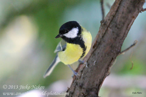 Lovely Bird Great Tit  Bulgaria,Geotagged,Great Tit,Parus major,bird,black-headed,great tit,parus major,passerine,songbird