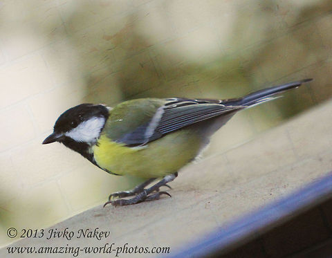 Great Tit Songird  Bulgaria,Geotagged,Great Tit,Parus major,aves,bird,great tit,parus major,passerine,songbird,yellow_bird