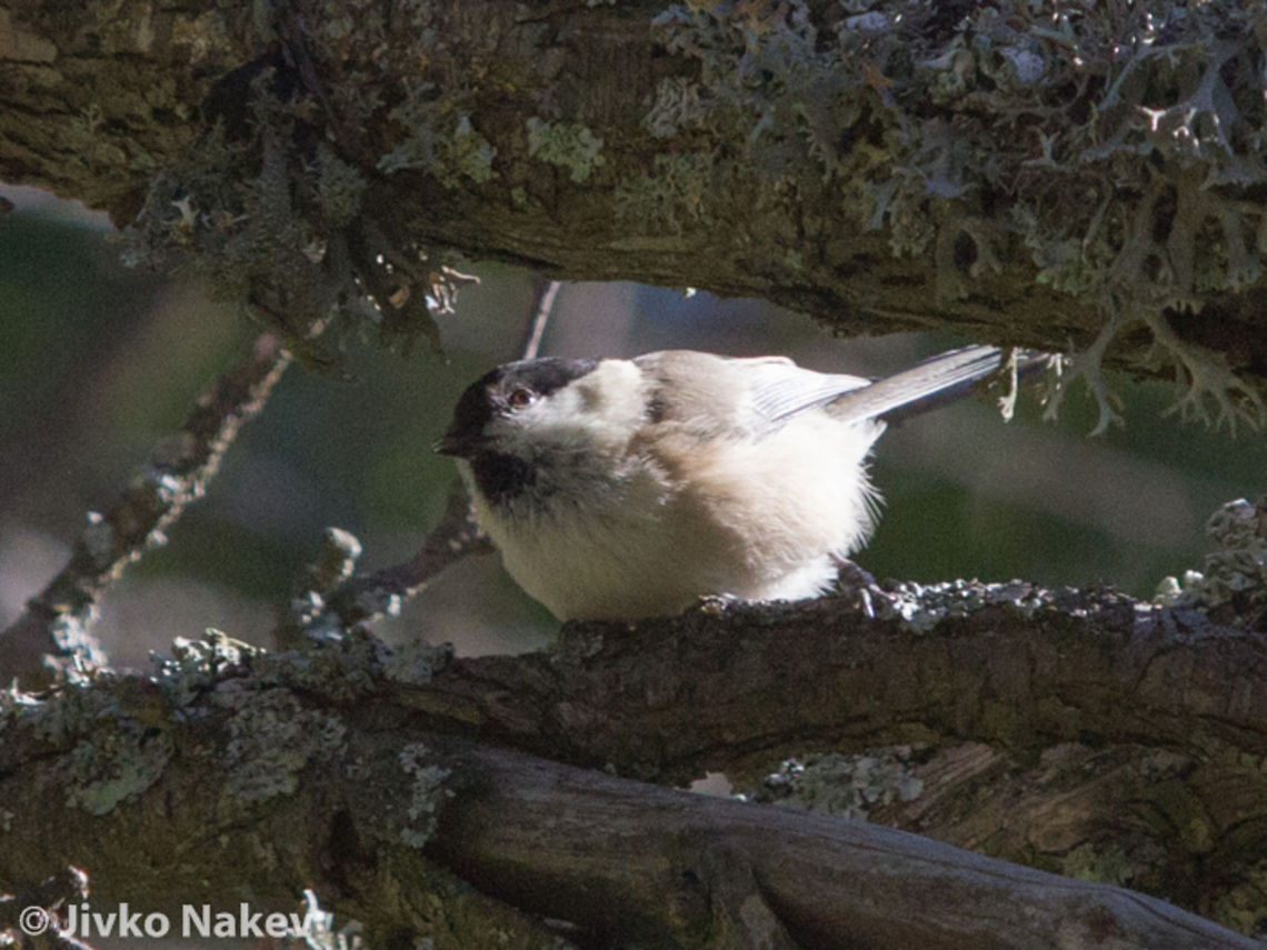 Marsh Tit - Poecile palustris Marsh Tit - Palus palustris (Poecile palustris) passerine bird Bulgaria,Geotagged,Marsh Tit,Palus palustris,Poecile palustris,bird,marsh,mesange,nonnette,palustris,parus,passerine,poecile,sumpfmeise,tit
