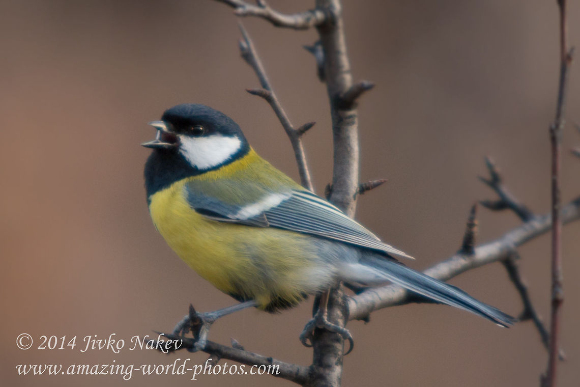 Great Tit (Parus major)  Bulgaria,Geotagged,Great Tit,Parus major,aves,bird,black-headed,great tit,nature,parus major,passeridae,passerine,songbird