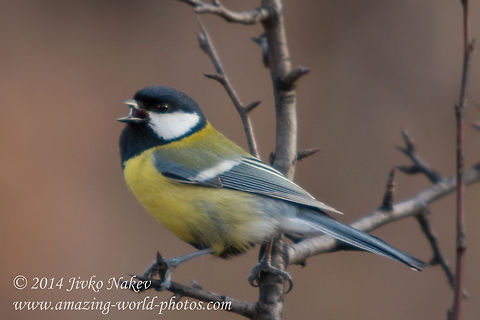 Great Tit (Parus major)  Bulgaria,Geotagged,Great Tit,Parus major,aves,bird,black-headed,great tit,nature,parus major,passeridae,passerine,songbird