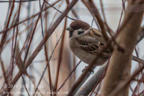 Eurasian Tree Sparrow  Bulgaria,Eurasian Tree Sparrow,Geotagged,Passer montanus,eurasian tree sparrow,passer montanus,passeridae,passerine,seed-eater