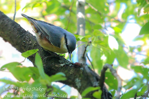 Eurasian Nuthatch - Sitta europaea Eurasian Nuthatch - Sitta europaea Bulgaria,Eurasian Nuthatch,Geotagged,Kleiber,Sitta europaea,Sittelle torchepot,bird,csuszka,picchio muratore,Горска зидарка