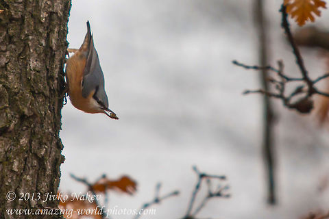 Eurasian Nuthatch (Sitta europaea) Eurasian Nuthatch - Sitta europaea Bulgaria,Eurasian Nuthatch,Geotagged,Kleiber,Sitta europaea,Sittelle torchepot,bird,csuszka,picchio muratore