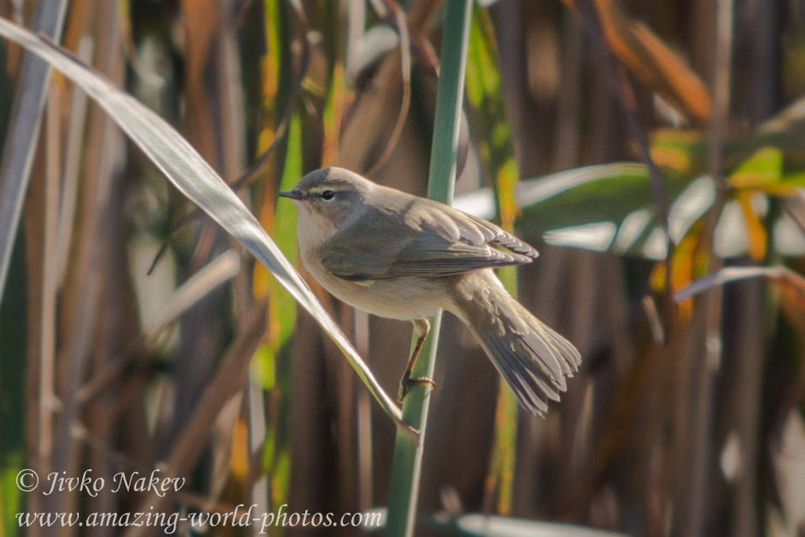 Marsh Warbler - Acrocephalus palustris Marsh Warbler - Acrocephalus palustris Acrocephalus palustris,Bulgaria,Geotagged,Marsh Warbler,Rousserolle verderolle,Sumpfrohrsänger,bird,reed,songbird