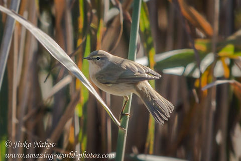 Marsh Warbler - Acrocephalus palustris Marsh Warbler - Acrocephalus palustris Acrocephalus palustris,Bulgaria,Geotagged,Marsh Warbler,Rousserolle verderolle,Sumpfrohrs&auml;nger,bird,reed,songbird
