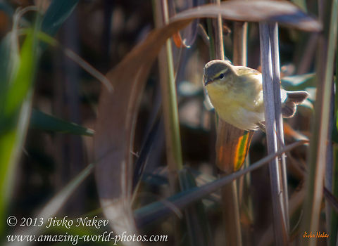 Marsh Warbler - Acrocephalus palustris Marsh Warbler - Acrocephalus palustris Acrocephalus palustris,Bulgaria,Geotagged,Marsh Warbler,Rousserolle verderolle,Sumpfrohrs&auml;nger,bird,reed,songbird