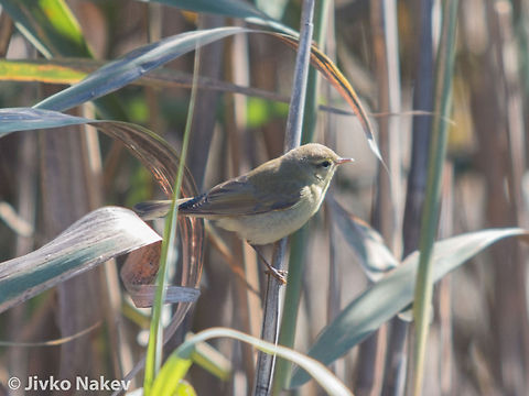Marsh Warbler - Acrocephalus palustris Marsh Warbler - Acrocephalus palustris Acrocephalus palustris,Bulgaria,Geotagged,Marsh Warbler,Rousserolle verderolle,Sumpfrohrs&auml;nger,bird,reed,songbird