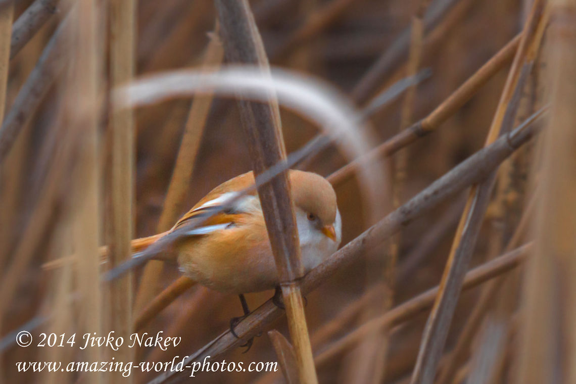 Female Bearded Reedling (Bearded Tit)  Bearded Reedling...hieroglyph snipped...,Bulgaria,Geotagged,Panurus biarmicus,aves,bearded reedling,bearded tit,bird,marsh,passeridae,passerine,reed,songbird