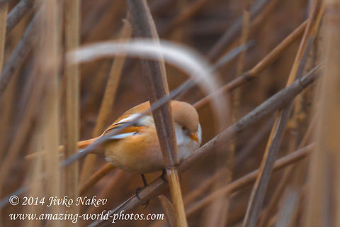 Female Bearded Reedling (Bearded Tit)  Bearded Reedling...hieroglyph snipped...,Bulgaria,Geotagged,Panurus biarmicus,aves,bearded reedling,bearded tit,bird,marsh,passeridae,passerine,reed,songbird