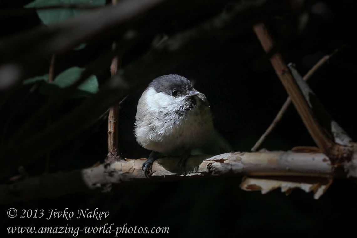 Marsh Tit Marsh Tit - poecile montanus Bulgaria,Geotagged,Marsh Tit,Poecile palustris,bird,passerine