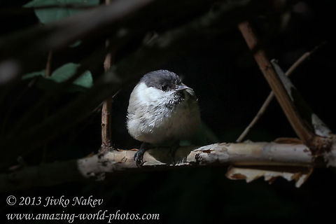 Marsh Tit Marsh Tit - poecile montanus Bulgaria,Geotagged,Marsh Tit,Poecile palustris,bird,passerine